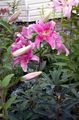 Gartenblumen Orientalische Lilie, Lilium rosa Foto