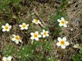 Ogrodowe Kwiaty Linantus, Linanthus biały zdjęcie