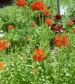 Λουλούδια κήπου Σταυρός Της Μάλτας, Της Ιερουσαλήμ Σταυρό, Λονδίνο Υπερηφάνεια, Lychnis chalcedonica κόκκινος φωτογραφία