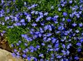kék Virág Szegély Lobélia, Éves Lobélia, Záró Lobélia fénykép és jellemzők