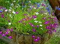 Ogrodowe Kwiaty Roczne Lobelia purpurowy zdjęcie