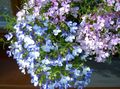 Tuin Bloemen Scherpen Lobelia, Jaarlijkse Lobelia, Trailing Lobelia lichtblauw foto