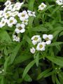 alb Floare Alyssum Dulce, Alison Dulce, Lobularia Pe Litoral fotografie și caracteristici