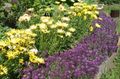 purpurs Zieds Salds Alyssum, Salds Alison, Piejūras Lobularia Foto un raksturlielumi