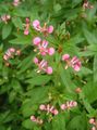 Λουλούδια κήπου Λουλούδι Κουνουπιών, Lopezia racemosa ροζ φωτογραφία