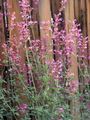 Gartenblumen Agastache, Hybrid Anis Ysop, Mexikanische Minze rosa Foto