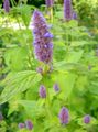 园林花卉 藿香，混合八角牛膝草，墨西哥薄荷, Agastache 紫丁香 照