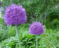 purpurne Lill Kaunistuseks Sibul Foto ja omadused