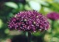 Tuin Bloemen Sierui, Allium bordeaux foto