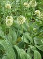 Zahradní květiny Okrasné Cibule, Allium zelená fotografie