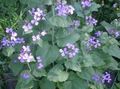 Have Blomster Penge Plante, Ærlighed, Bolbonac, Moonwort, Sølv Dollar, Lunaria lilla Foto