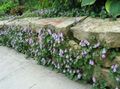 Ogrodowe Kwiaty Matka Tysięcy (Toadflax Pristennaja), Cymbalaria liliowy zdjęcie