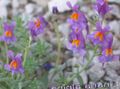 liliowy Kwiat Alpine Toadflax, Toadflax Japońsku zdjęcie i charakterystyka