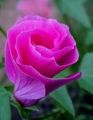 ροζ λουλούδι Malope φωτογραφία και χαρακτηριστικά