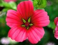 Градински цветове Malope, Malope trifida червен снимка