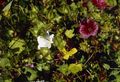 les fleurs du jardin Malope, Malope trifida blanc Photo