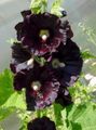ბაღის ყვავილები Hollyhock, Alcea rosea შავი სურათი