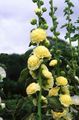Flores de jardín Malva Loca, Alcea rosea amarillo Foto