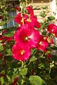 ბაღის ყვავილები Hollyhock, Alcea rosea წითელი სურათი