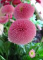 ბაღის ყვავილები Bellis Daisy, English Daisy, გაზონის Daisy, Bruisewort, Bellis perennis ვარდისფერი სურათი