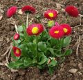 rød Blomst Bellis Daisy, Engelsk Daisy, Græsplæne Daisy, Bruisewort Foto og egenskaber