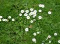 weiß Blume Bellis Gänseblümchen, Englisch Gänseblümchen, Rasen Gänseblümchen, Bruisewort Foto und Merkmale