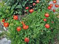 Záhradné kvety Himalájsky Modrý Mak, Meconopsis červená fotografie