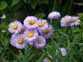 Ogrodowe Kwiaty Erigeron (Erigeron) Piękne, Erigeron glaucus liliowy zdjęcie