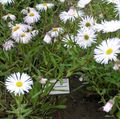 hvid Blomst Seaside Daisy, Strand Aster, Flebane Foto og egenskaber