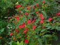 Vrtne Cvjetovi Četiri, Čudo Perua, Mirabilis jalapa crvena Foto