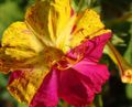 Gartenblumen 04.00, Wunder Von Peru, Mirabilis jalapa lila Foto
