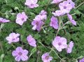 园林花卉 苍鹭的法案，鹳的法案, Erodium 紫丁香 照