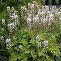 alb Floare Tiarella, Flori Spumă fotografie și caracteristici