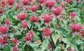 κόκκινος λουλούδι Μέλισσα Βάλσαμο, Άγριο Περγαμόντο φωτογραφία και χαρακτηριστικά
