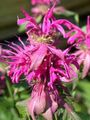 ვარდისფერი ყვავილების ფუტკრის ბალზამი, ველური ბერგამოტი სურათი და მახასიათებლები