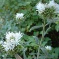alb Floare Monardella Stacojiu, Menta Coiot Colibri fotografie și caracteristici