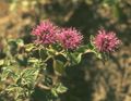 I fiori da giardino Monardella Scarlatto, Colibrì Menta Coyote rosso foto
