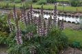 Садові Квіти Акант, Acanthus бордовий Фото