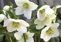 hvit Blomst Christmas Rose, Fastetiden Rose Bilde og kjennetegn