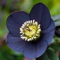 czarny Kwiat Ciemiernik (Gelleborus) zdjęcie i charakterystyka