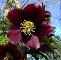 бордовий Квітка Морозник (Геллеборус) Фото і характеристика