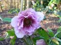 Have Blomster Julerose, Fastetiden Rose, Helleborus lilla Foto