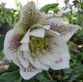 Have Blomster Julerose, Fastetiden Rose, Helleborus hvid Foto