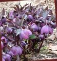 Садові Квіти Морозник (Геллеборус), Helleborus фіолетовий Фото