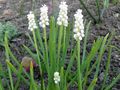 Градински цветове Гроздова Зюмбюл, Muscari бял снимка