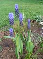 Have Blomster Drue Hyacinth, Muscari lyseblå Foto