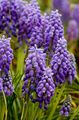 Záhradné kvety Modrica, Muscari fialový fotografie