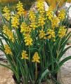 žuta Cvijet Grožđa Zumbul Foto i karakteristike