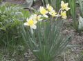 Tuin Bloemen Gele Narcis, Narcissus wit foto