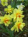 Tuin Bloemen Gele Narcis, Narcissus geel foto